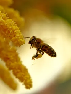 Nahaufnahme einer Biene auf einer Blume im Sommer
