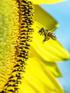 Biene bestäubt Sonnenblume, bedeckt mit Pollen für reiche Ernte